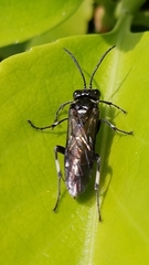 Macrophya albicincta