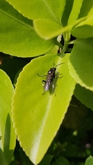 Macrophya albicincta