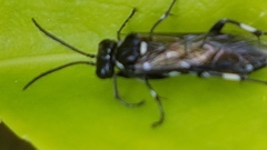 Macrophya albicincta