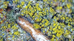 Candelariella reflexa