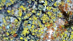 Candelariella reflexa