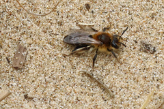 Andrena barbilabris