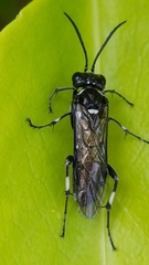 Macrophya albicincta