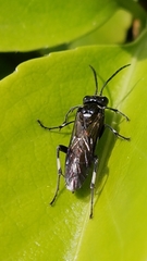 Macrophya albicincta