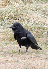 Corvus corone