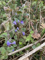 Glechoma hederacea
