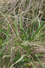 Plantago lanceolata