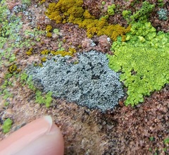 Lecanora oreinoides