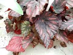 Begonia rex-cultorum