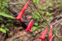 Penstemon plagapineus