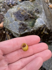 Littorina obtusata