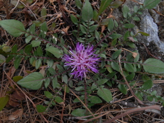 Centaurea raphanina