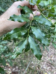 Toechima tenax