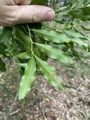 Toechima tenax