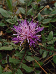 Centaurea raphanina