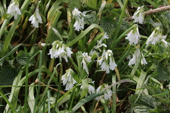 Allium triquetrum