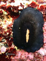Scutus unguis
