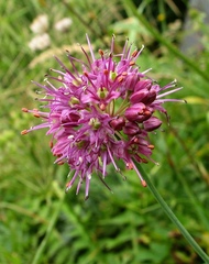 Allium kermesinum