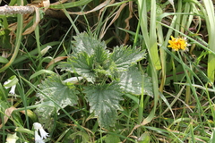 Urtica dioica