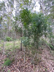 Toechima tenax