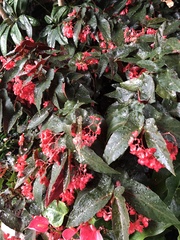 Begonia coccinea