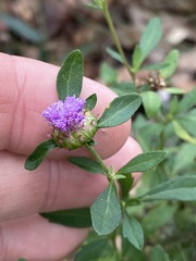 Centratherum riparium