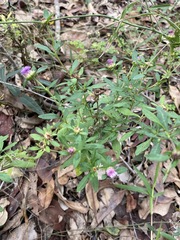 Centratherum riparium