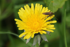 Empis opaca