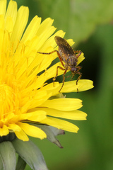 Empis opaca