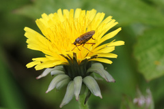 Empis opaca