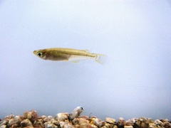Oryzias latipes