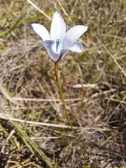 Prismatocarpus campanuloides