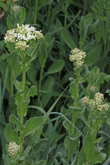 Lepidium draba
