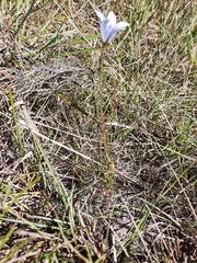 Prismatocarpus campanuloides