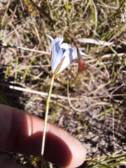 Prismatocarpus campanuloides