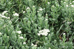 Lepidium draba
