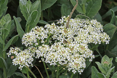Lepidium draba