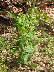 Scrophularia vernalis