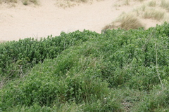 Lepidium draba