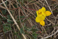 Lotus corniculatus