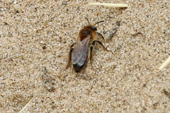 Andrena barbilabris