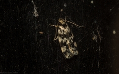 Barea eucapnodes