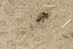 Andrena barbilabris