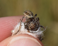 Salticidae