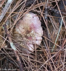 Hypomyces luteovirens