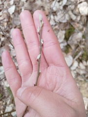 Cotoneaster scandinavicus