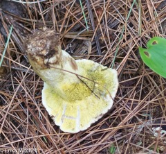 Hypomyces luteovirens