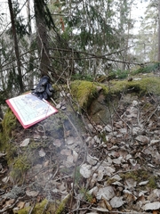 Cotoneaster scandinavicus