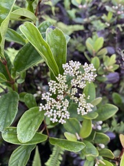 Viburnum sempervirens