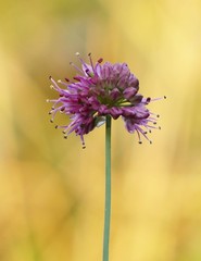 Allium kermesinum